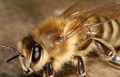 蜜蜂白垩病防治方法 蜜蜂白垩病防治方法视频