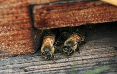 蜂箱死蜂出现的原因（蜂箱里有许多死蜂是什么原因）