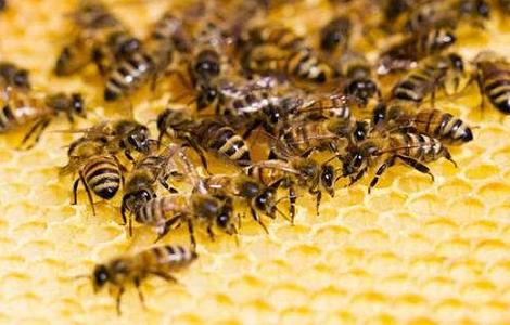 养殖蜜蜂为什么难赚到钱 蜜蜂养殖到底赚不赚钱