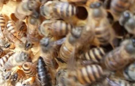 蜜蜂巢门结团是怎么回事