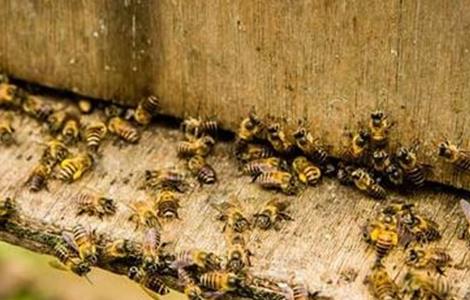 蜜蜂秋繁死亡率高原因及预防措施 蜜蜂秋繁死亡率高原因及预防措施图片