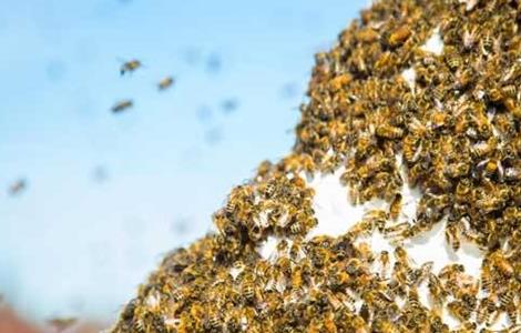 蜜蜂秋季管理 蜜蜂秋管技术