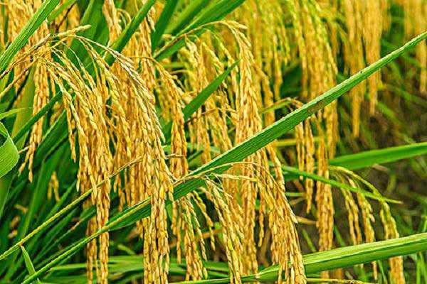 水稻的收获是在什么节气前后 水稻的收获是在什么节气前后的
