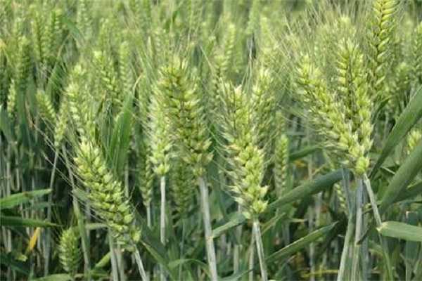 大麦是什么粮食，与小麦有什么区别 大麦与小麦有啥区别