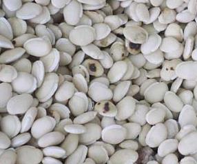 白扁豆营养价值和药用价值（白扁豆的营养价值）
