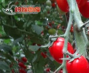 番茄的作用：吃番茄可防哮喘（哮喘能吃番茄吗）