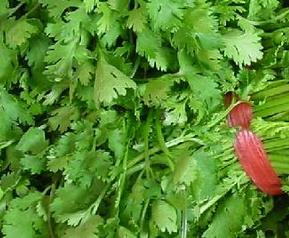 芫荽的功效与作用（芫荽的功效与作用吃法）