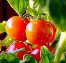 番茄果实的生理病害 番茄果实的生理病害是什么