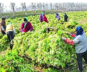 雪里红的腌制方法步骤 雪里红的腌制方法窍门