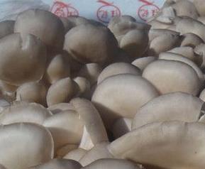 凤尾菇营养价值 凤尾菇的营养价值