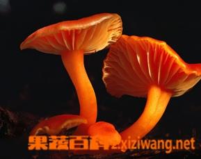 草菇菌丝萎缩怎么办（草菇菌丝萎缩怎么办呢）