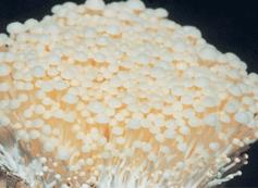 金针菇菌种生产繁殖技术 金针菇菌种生产繁殖技术视频