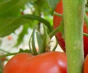 番茄可以美白防癌 番茄可以美白防癌吗