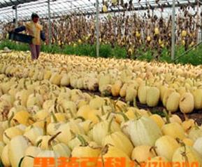 金丝瓜的高效栽培技术 金丝瓜种植技术