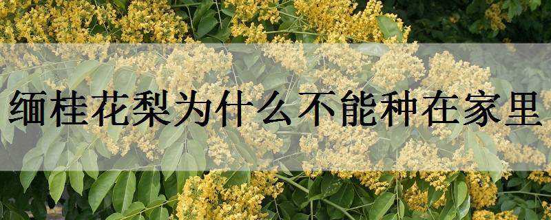 缅桂花梨为什么不能种在家里（缅桂花能不能栽在房前院子里）