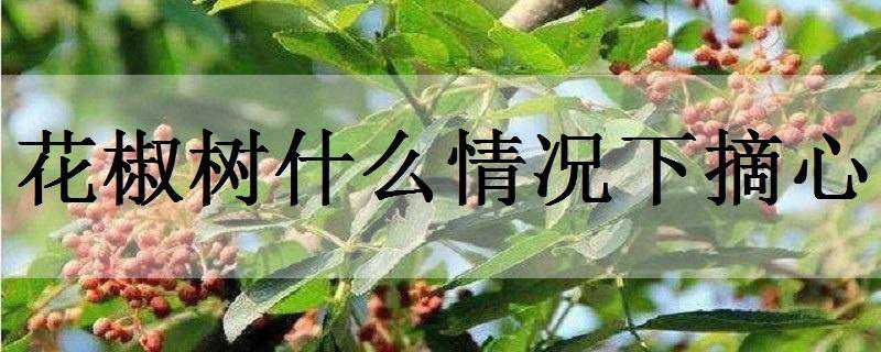 花椒树什么情况下摘心 花椒树啥时候摘心