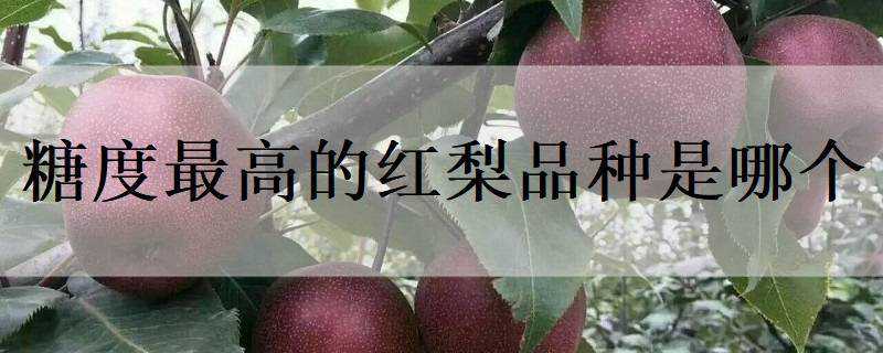 糖度最高的红梨品种是哪个 甜度高的梨品种