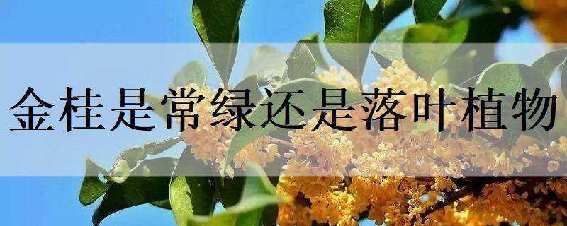金桂是常绿还是落叶植物