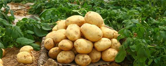 怎样种土豆才能高产
