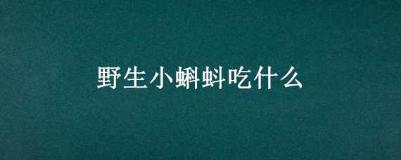 野生小蝌蚪吃什么（野生小蝌蚪吃什么长大）