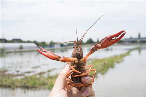 小龙虾病害防治技术（小龙虾病害防治技术指南）