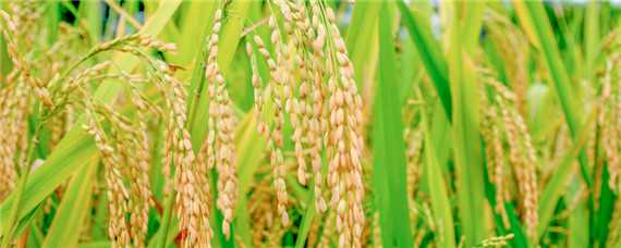 水稻催芽温度是多少 水稻催芽温度是多少度