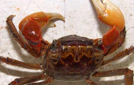 螃蟹颤抖病防治方法 螃蟹抖抖病用什么药