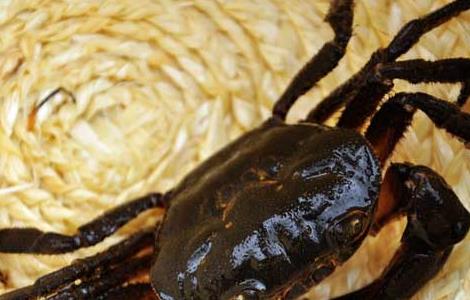 螃蟹蜕壳障碍病防治方法 螃蟹脱壳可以帮助么