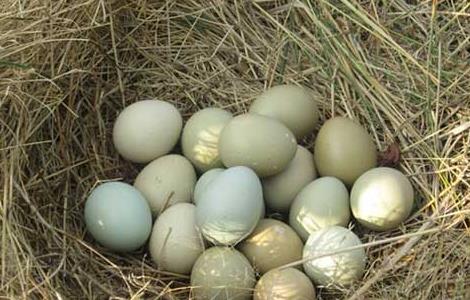 野鸡种蛋的保存技术 野鸡种蛋的保存技术有哪些