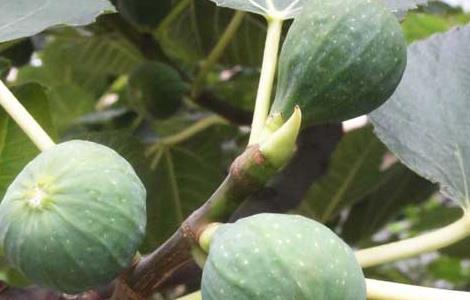 无花果的药用价值
