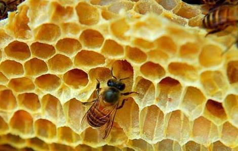 蜂蜜的副作用