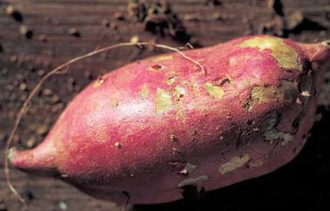 红薯的营养价值 西瓜红红薯的营养价值