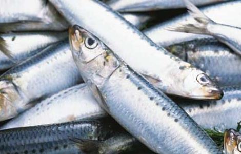 沙丁鱼的营养价值 沙丁鱼的营养价值与功效