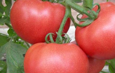 西红柿吃多了好吗