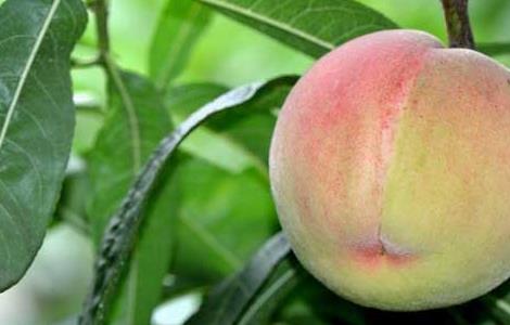 怀孕可以吃水蜜桃吗