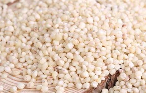 高粱米的功效与作用 高粱米的功效与作用及食用
