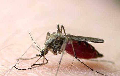 夏季防蚊子的最好办法 夏季如何防蚊