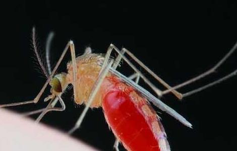 蚊子咬后肿很大怎么办？