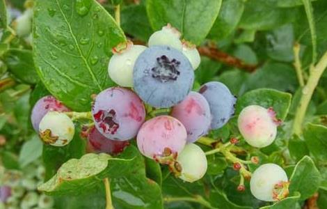 蓝莓可以连皮一起吃吗 蓝莓皮可以直接吃吗