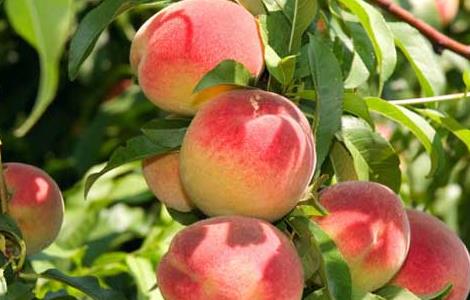 桃子可以放冰箱保存吗 桃子可以放冰箱保存吗?
