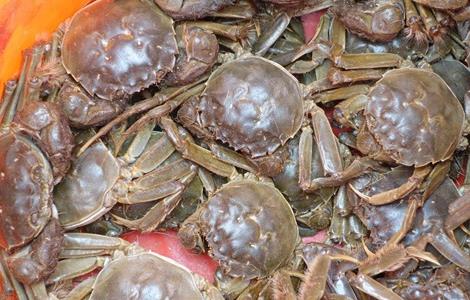河蟹养殖的管理要点 河蟹养殖的管理要点和措施