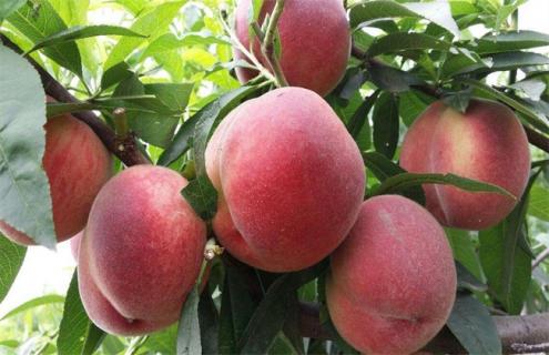 桃子常见种类及图片 桃子的品种图片大全集及名称