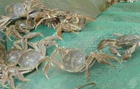 河蟹养殖条件 河蟹养殖条件是什么