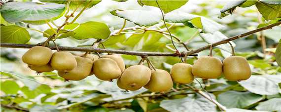 软枣猕猴桃的栽培与管理技术（软枣猕猴桃的栽培与管理技术要点）