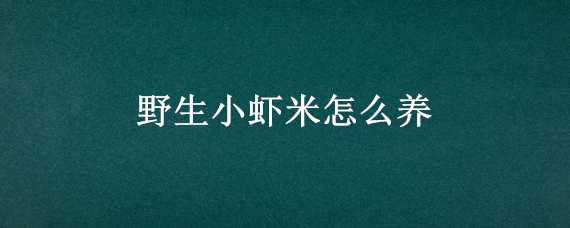 野生小虾米怎么养（野生小虾米怎么养护）