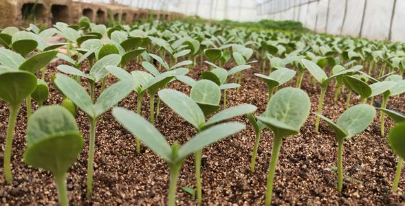 西瓜苗如何移栽定植，西瓜养殖方法 西瓜苗怎么定植