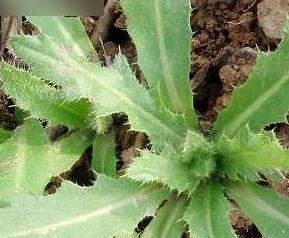 刺儿菜功效和吃法（刺儿菜功效和吃法禁忌）