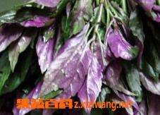 紫背菜药用价值和功效 紫背菜药用价值和功效与作用