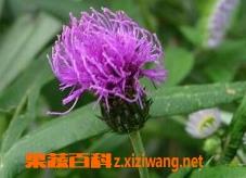 刺儿菜图片和功效作用（刺儿菜的用处）