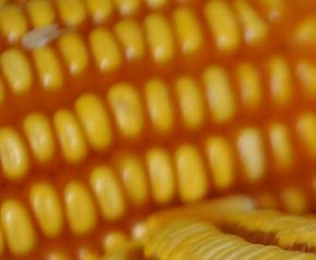 玉米深加工工艺流程 玉米深加工工艺流程表
